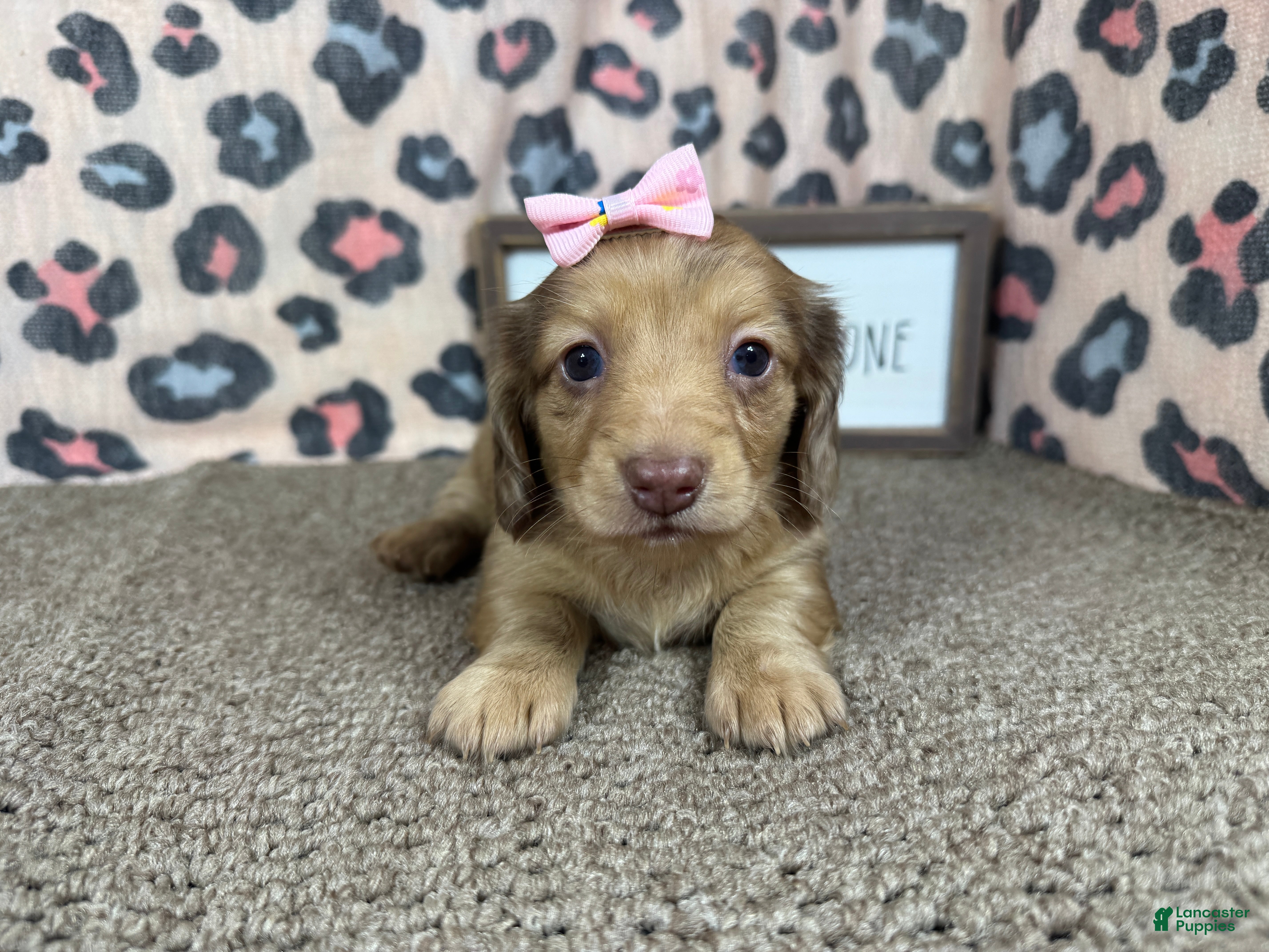 Miniature Dachshund dogs Miniature Dachshund 4 - Ad 19