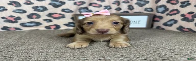 Miniature Dachshund 4