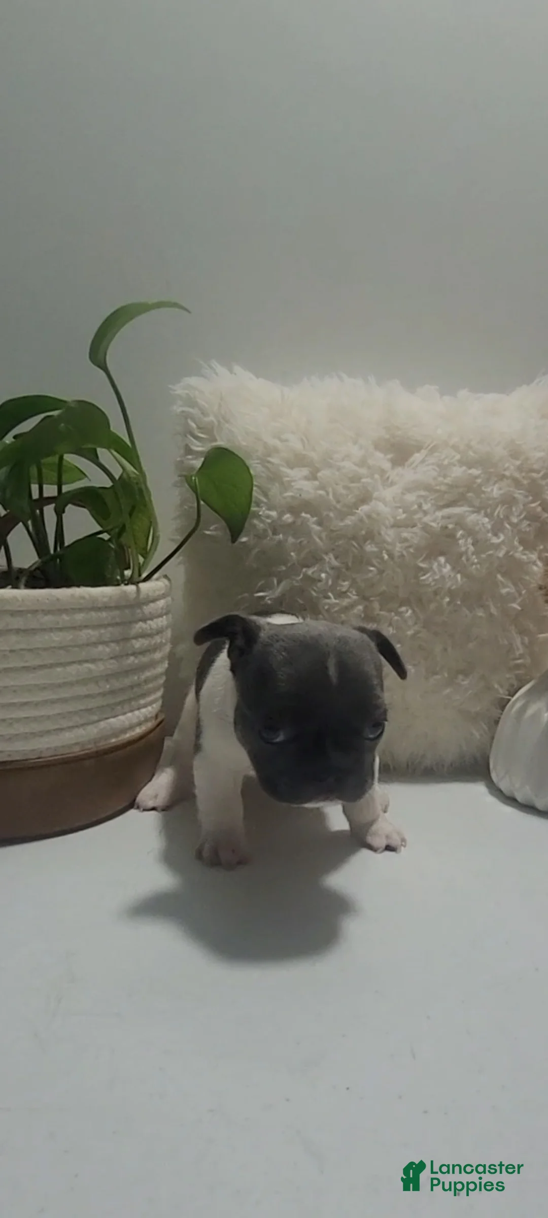 French Bulldog dogs for sale: French Bulldog Puppy 4 - Ad 2