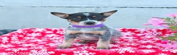 Australian Cattle Dog dogs for sale: Autumn - Ad 3