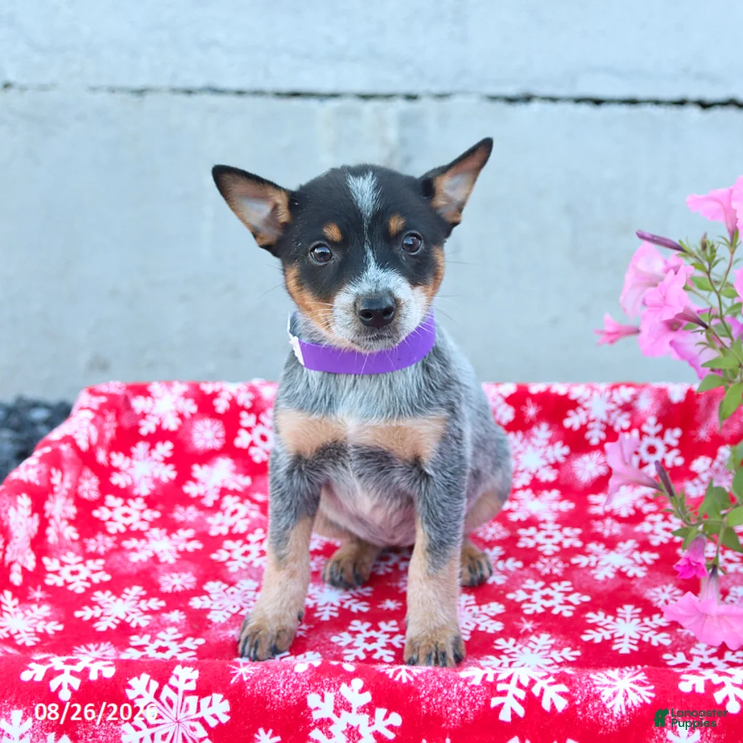 Australian Cattle Dog dogs for sale: Autumn - Ad 3
