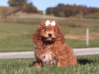 Mini Goldendoodle dogs - Ad 30