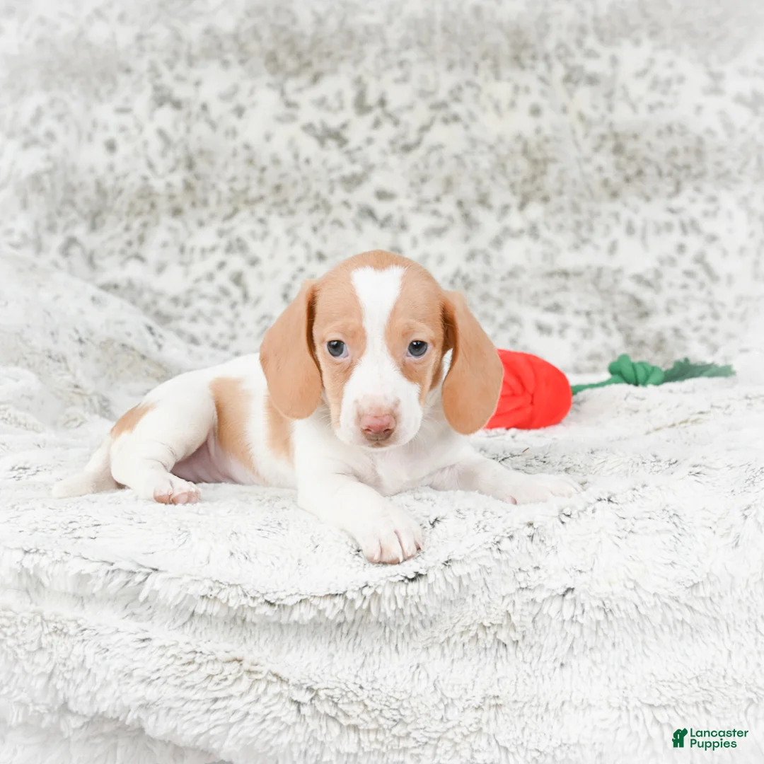 Miniature Dachshund dogs for sale: Chloe - Ad 10