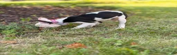 Boston Terrier dogs for sale: Boston Terrier Puppy 3 - Ad 4