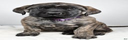 English Mastiff dogs for sale: Sweetie - Ad 8