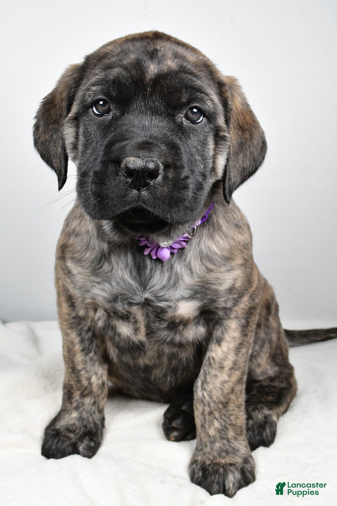English Mastiff dogs for sale: Sweetie - Ad 8