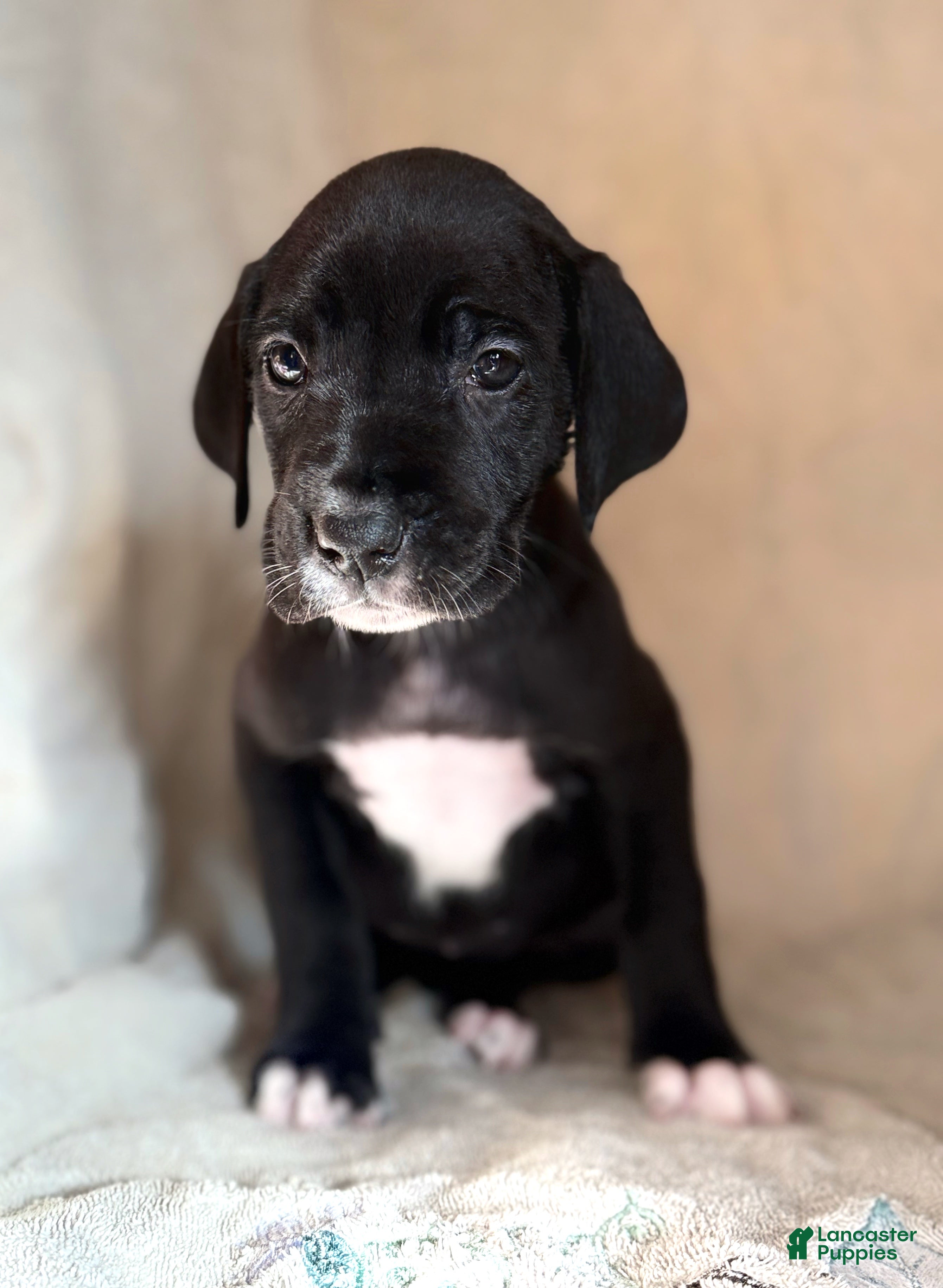 Great Dane dogs Zoey - Ad 37