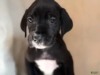 Great Dane dogs Zoey - Ad 37