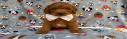 Cavapoo dogs for sale: Bear - Ad 8