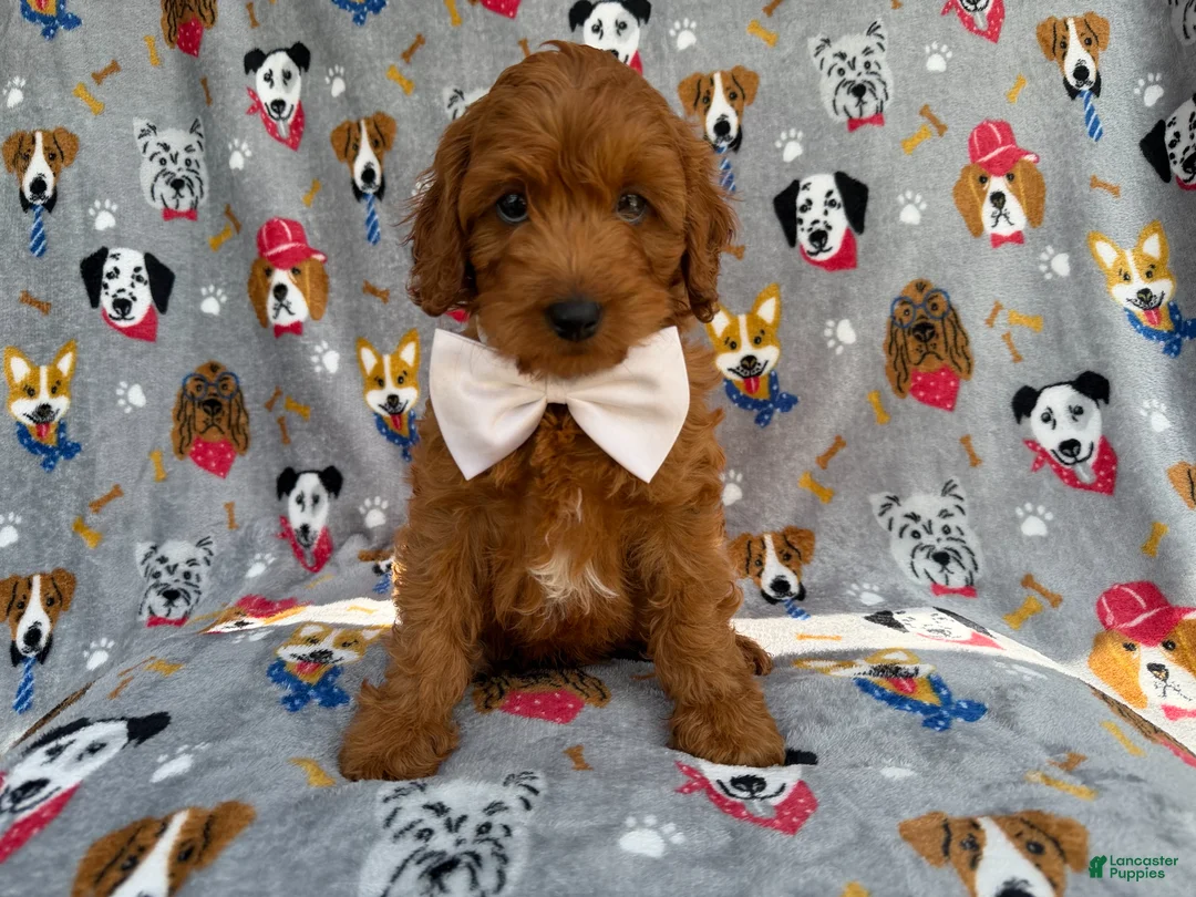 Cavapoo dogs for sale: Bear - Ad 8