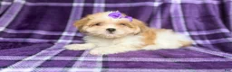 Lhasa Apso dogs for sale: Tessa - Ad 5