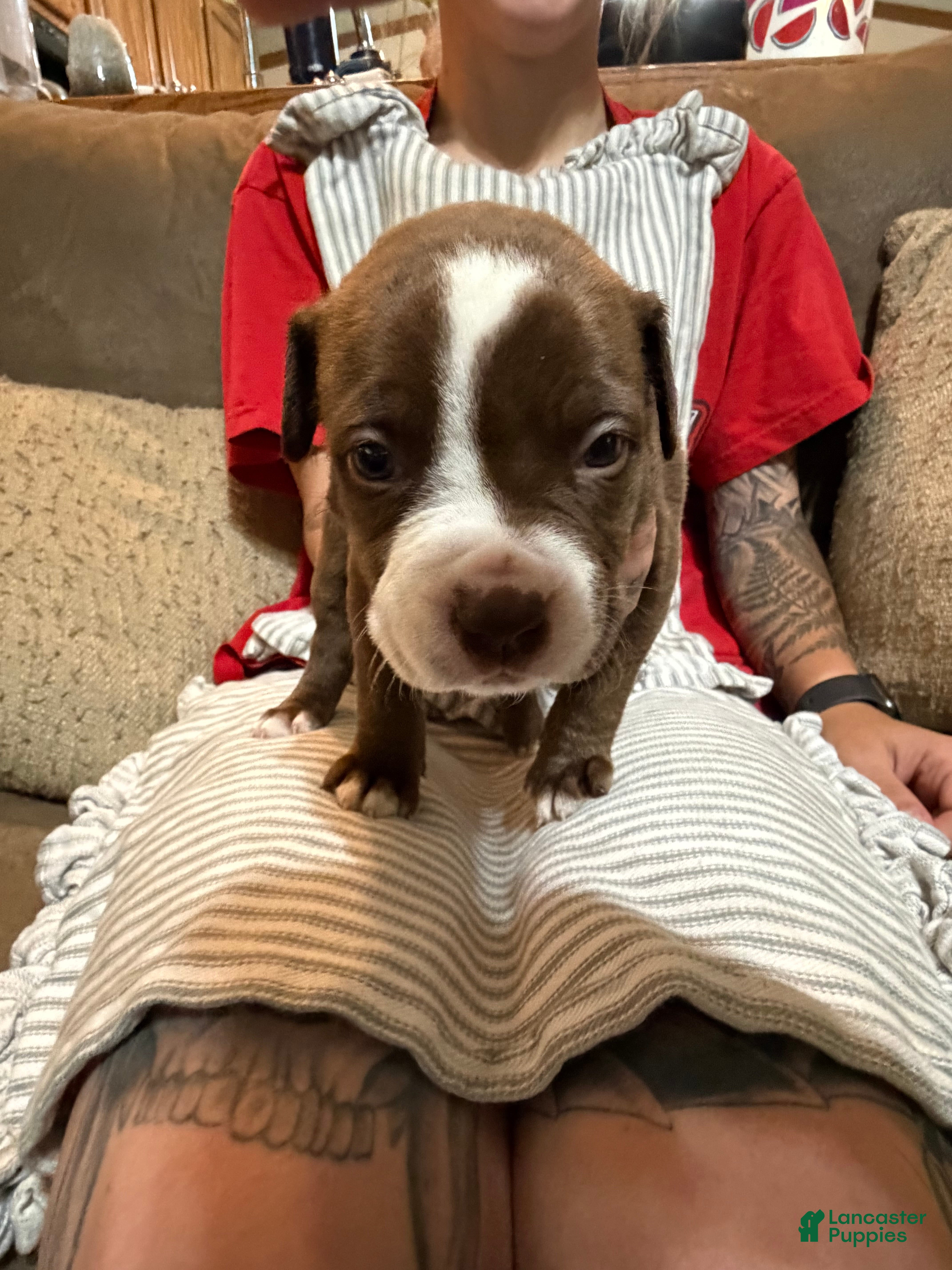 American Bully dogs for sale: American Bully 1 - Ad 1