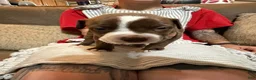 American Bully dogs for sale: American Bully 1 - Ad 1