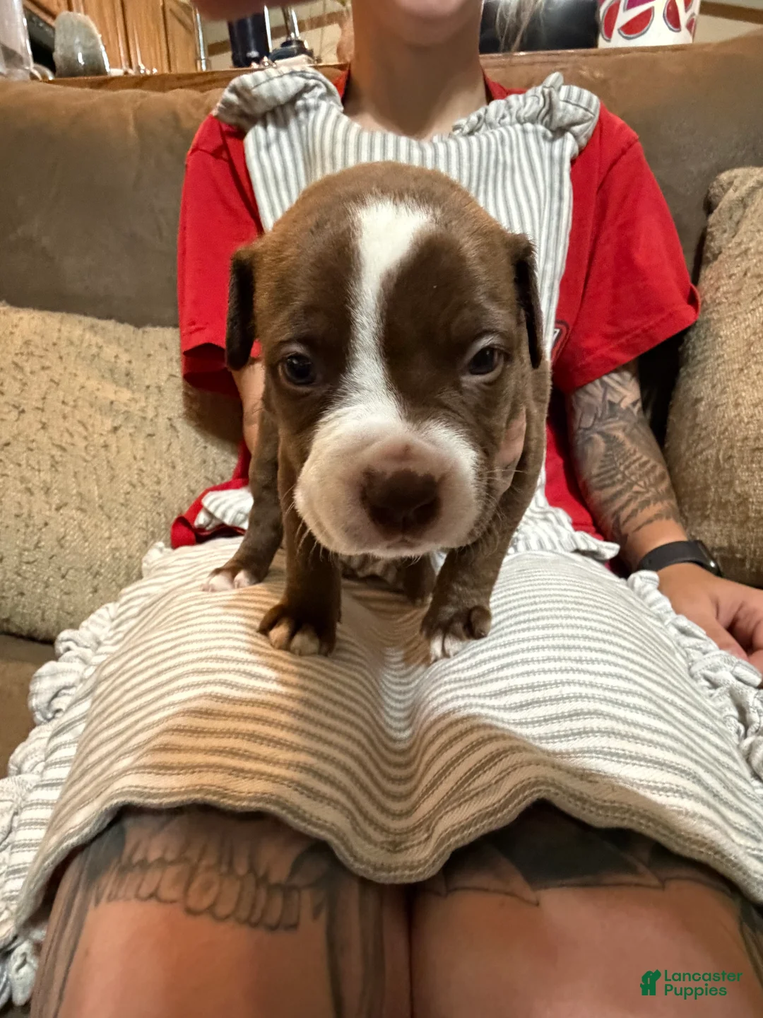 American Bully dogs for sale: American Bully 1 - Ad 1