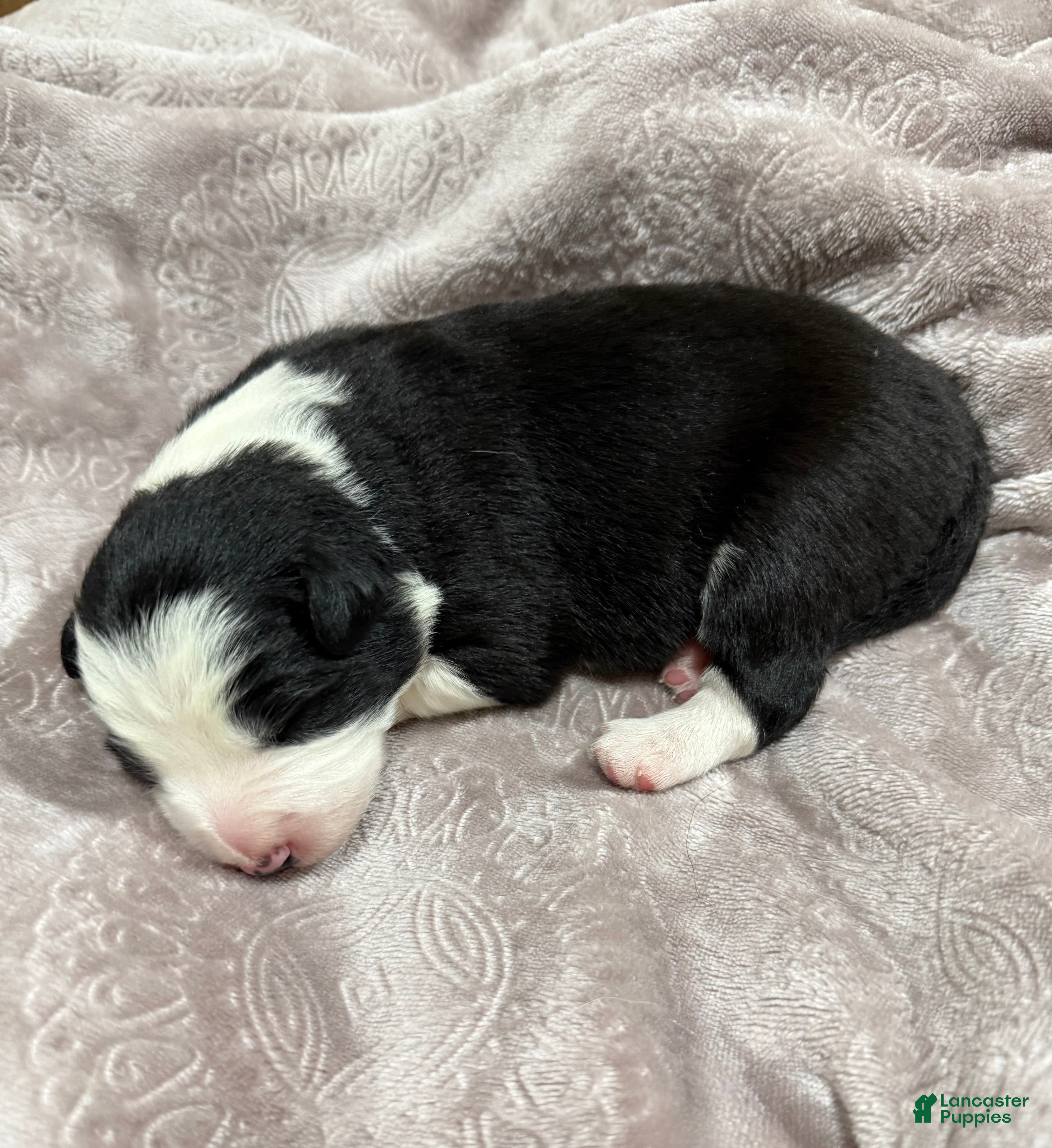 Border Collie dogs Border Collie “Bell” - Ad 1