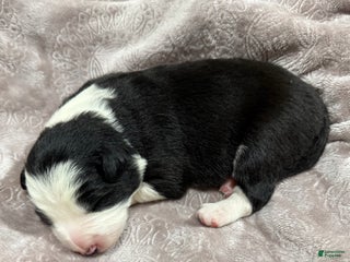 Border Collie dogs Border Collie “Bell” - Ad 1