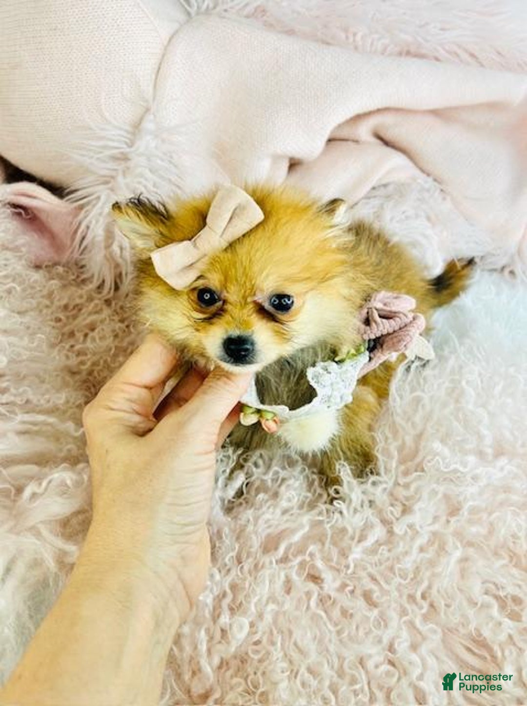 Pomeranian dogs for sale: Pomeranian Puppy 1 - Ad 4