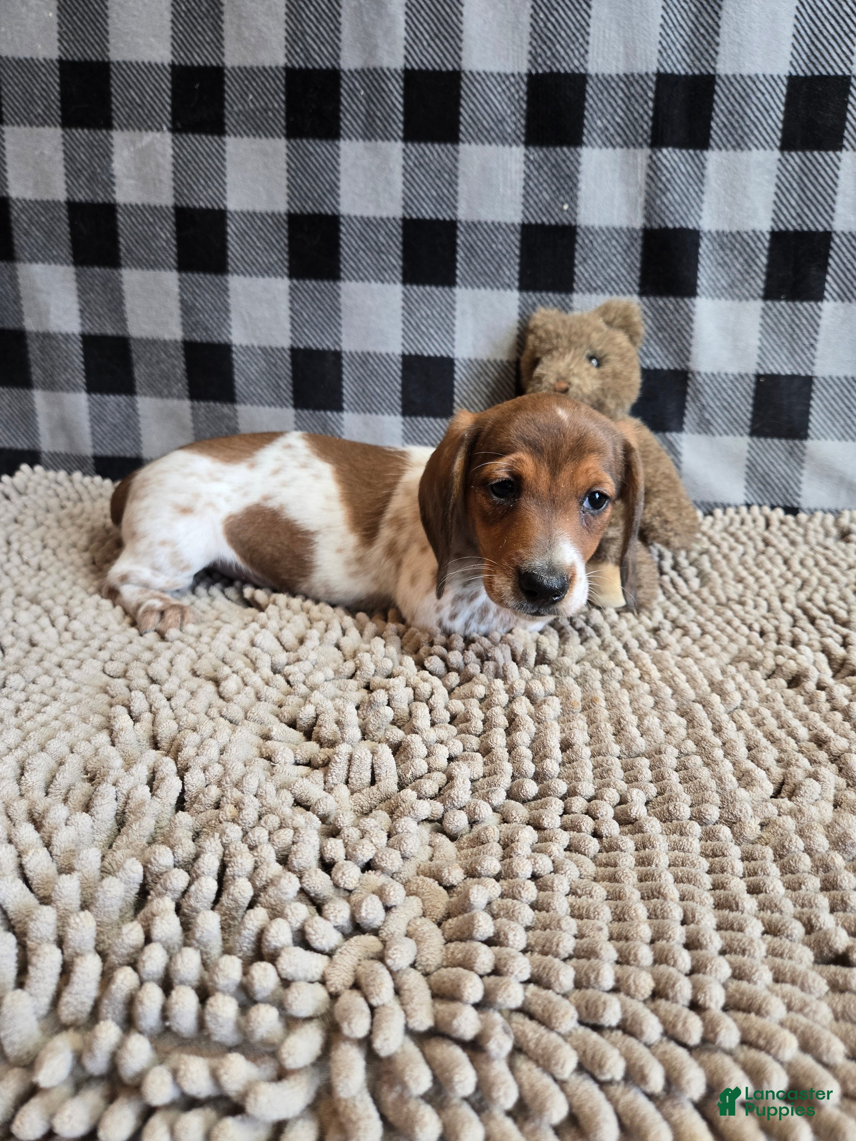 Miniature Dachshund dogs for sale: Kenny - Ad 3