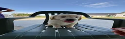 Golden Retriever dogs for sale: Gigi - Ad 24