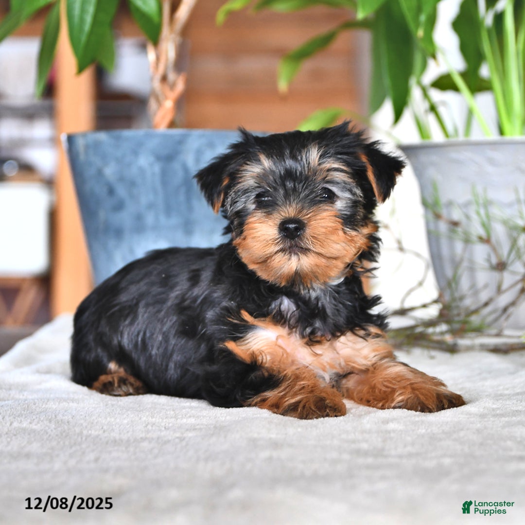 Yorkshire Terrier dogs for sale: Barbie - Ad 1