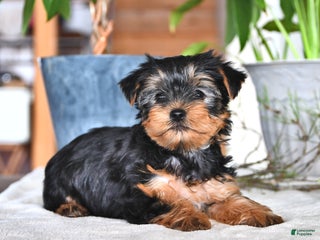 Yorkshire Terrier dogs Barbie - Ad 23