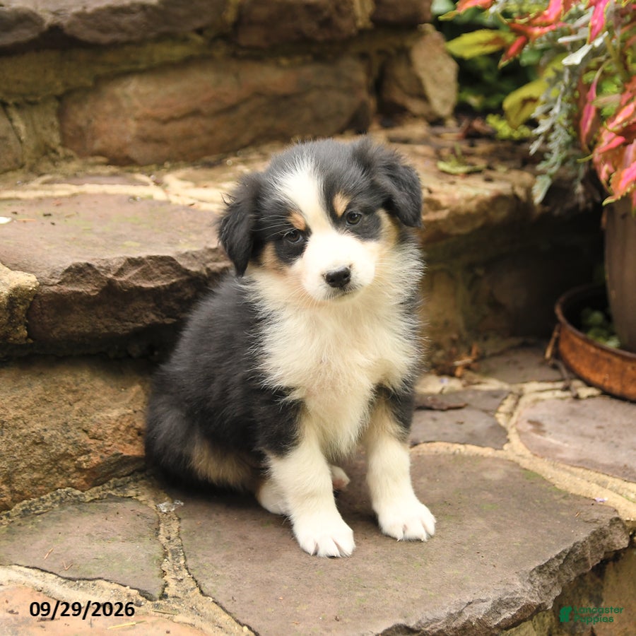Australian Shepherd dogs Mason - Ad 2