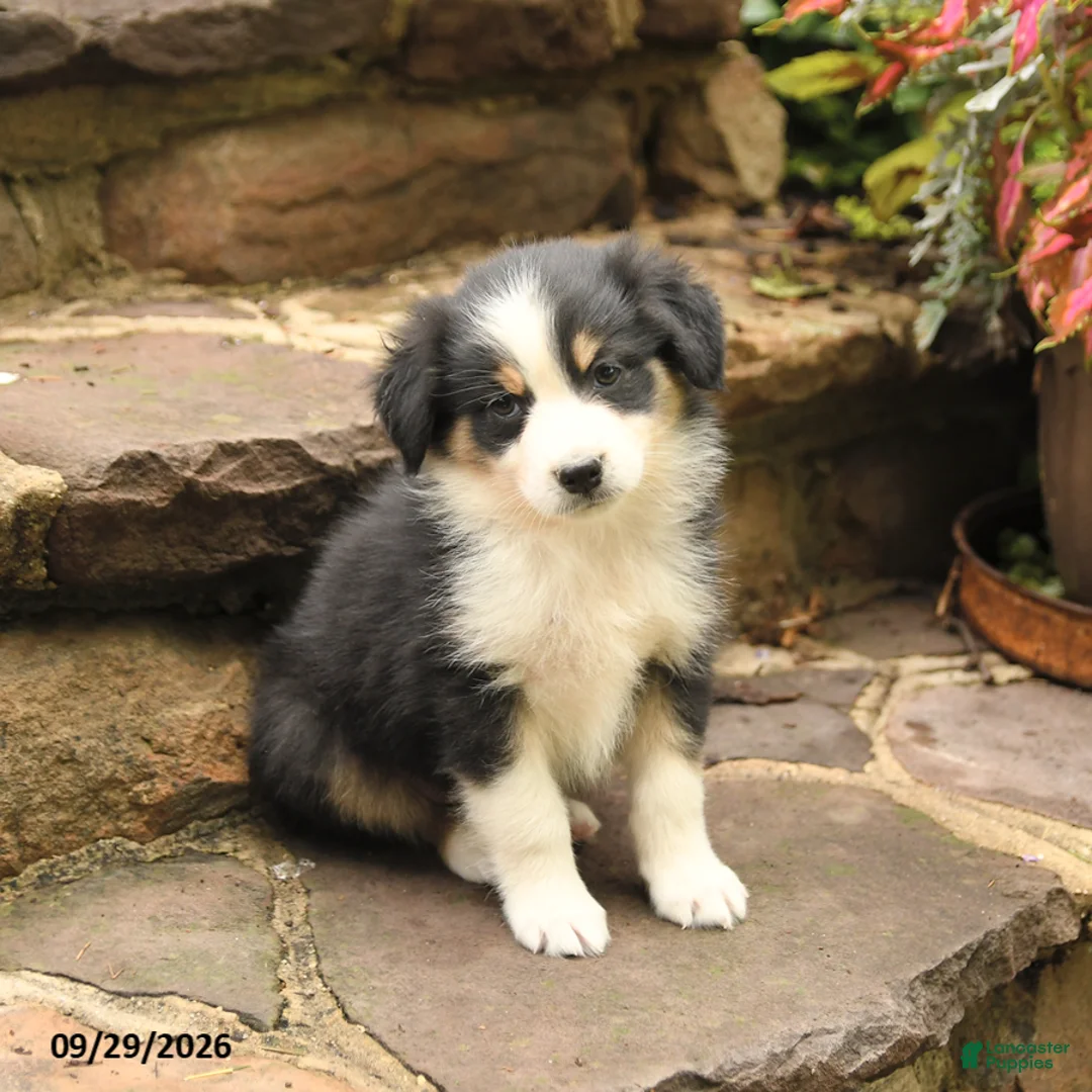 Australian Shepherd dogs for sale: Mason - Ad 2
