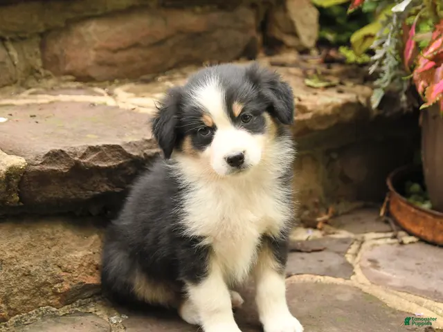 Australian Shepherd dogs for sale: Mason - Ad 2