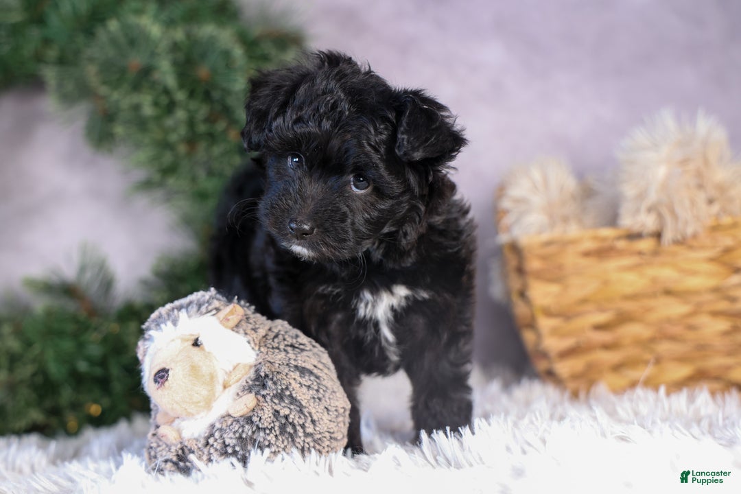 Mini Aussiedoodle dogs for sale: Kit Kat - Ad 24