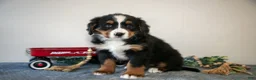 Bernese Mountain Dog dogs for sale: Sprinkle - Ad 3