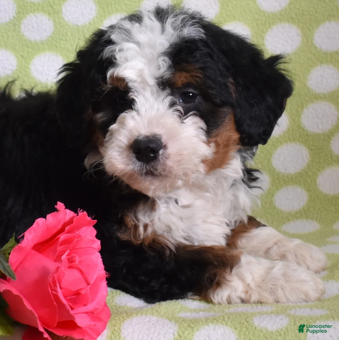 Bernedoodle dogs for sale: Gabby - Ad 4