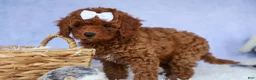 Cavapoo dogs for sale: TASHA - Ad 16