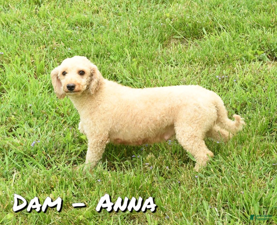 Bichpoo dogs for sale: Everett - Ad 10