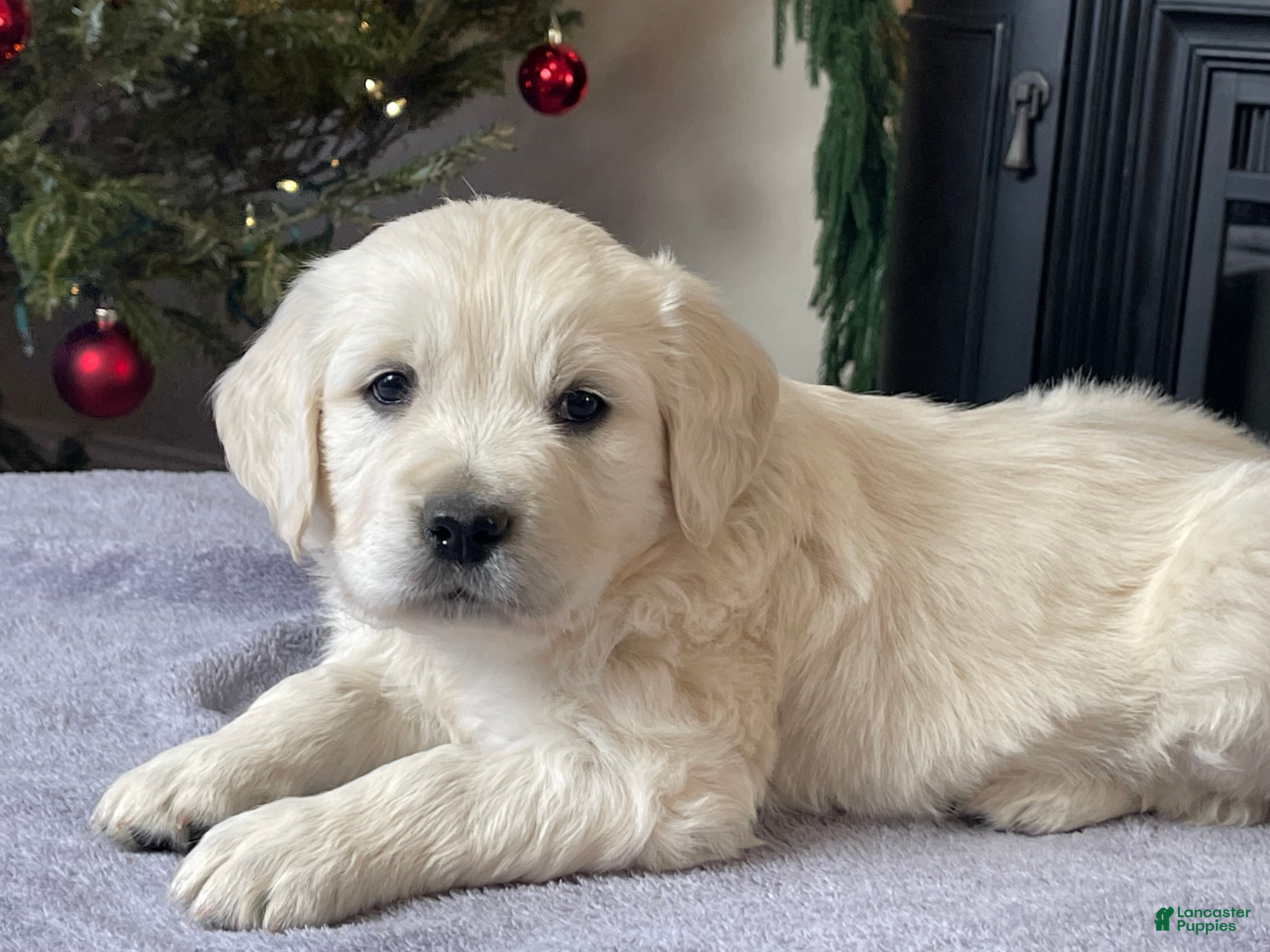 Golden Retriever dogs Gunner  - Ad 10