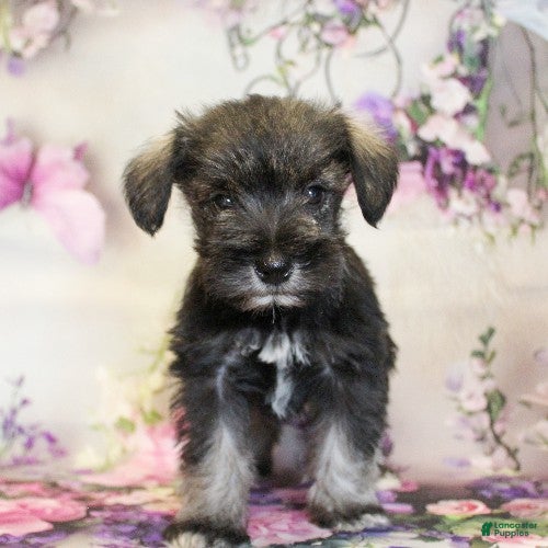 Miniature Schnauzer dogs Sawyer - Ad 2