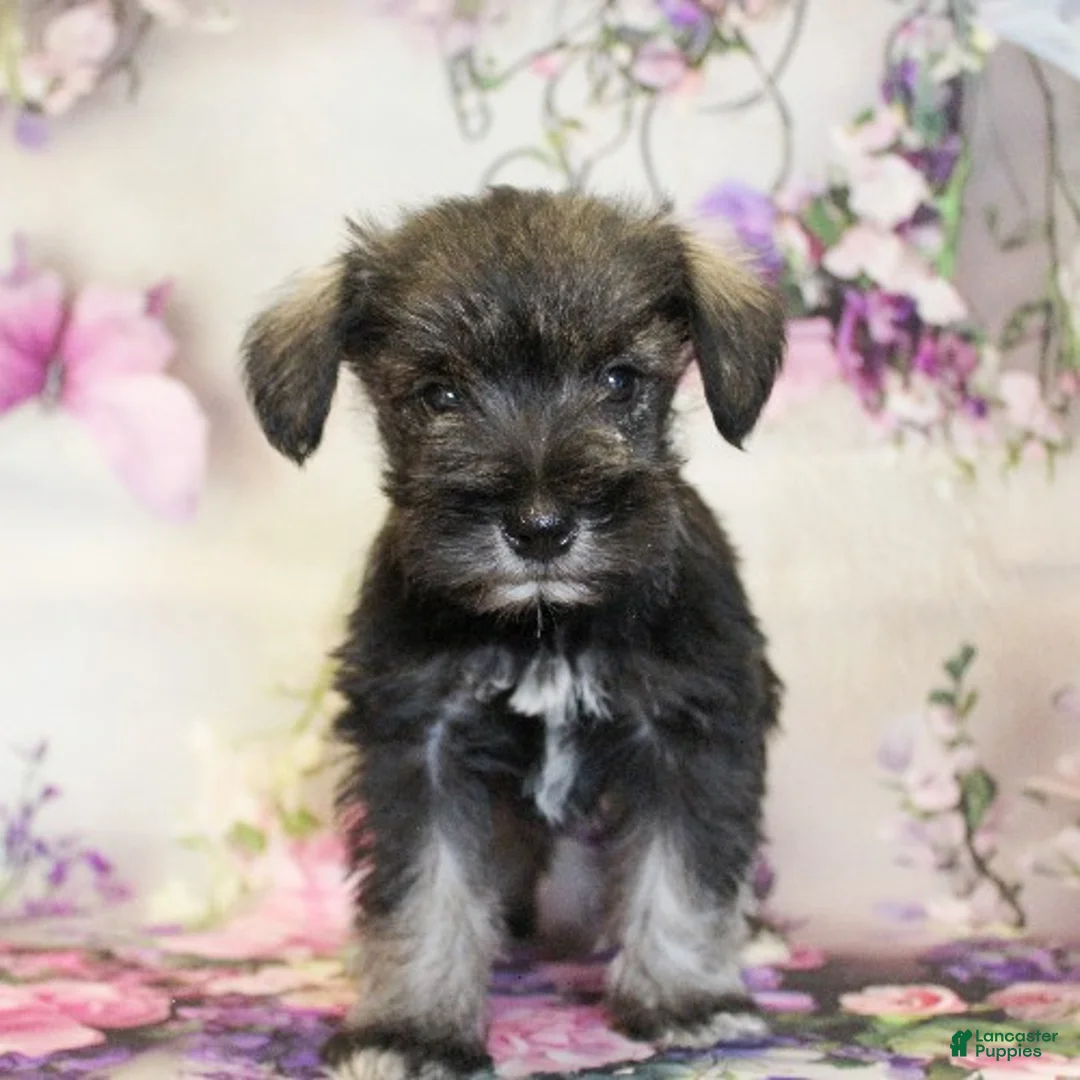 Miniature Schnauzer dogs for sale: Sawyer - Ad 2