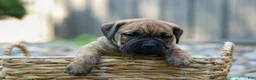 Beabull dogs for sale: Archie 🐶 - Ad 11