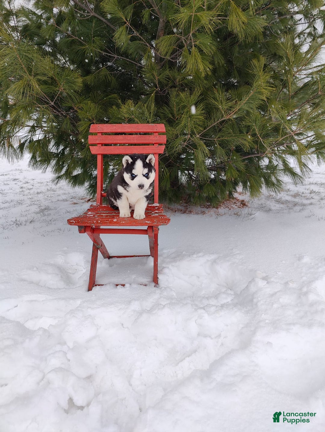 Siberian Husky dogs for sale: Prince Caspian - Ad 13