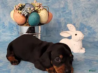 Miniature Dachshund dogs Simon AKC - Ad 25