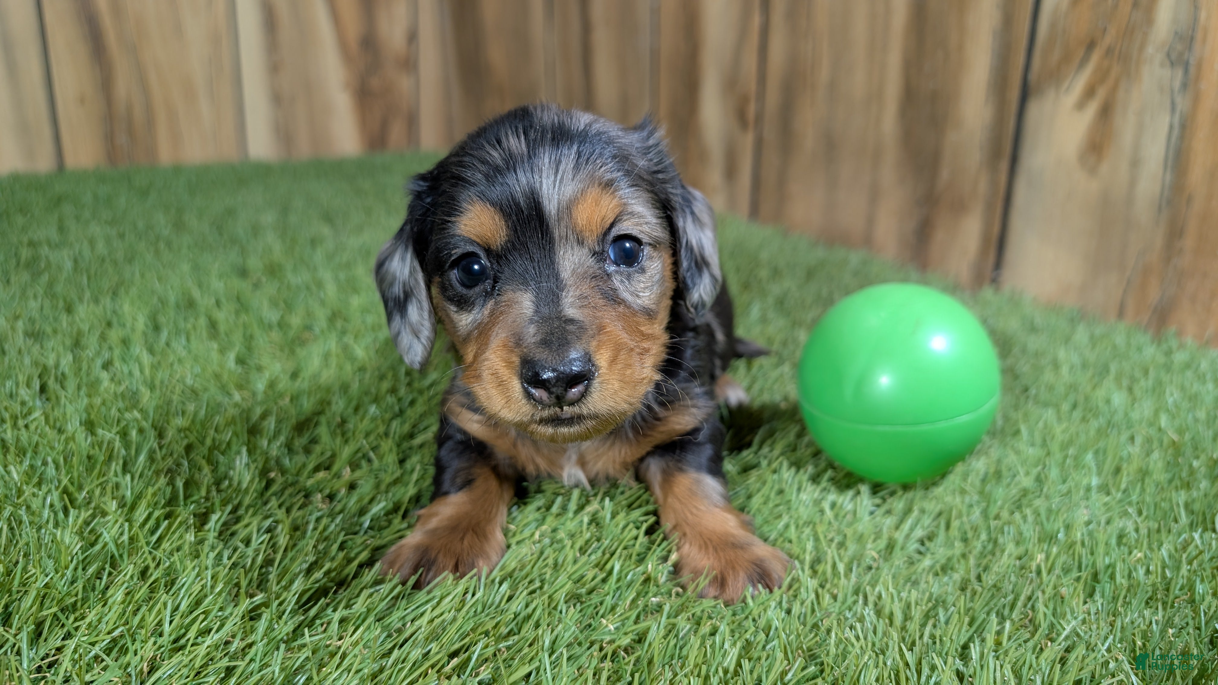 Miniature Dachshund dogs for sale: Darlie Boy 3 - Ad 13
