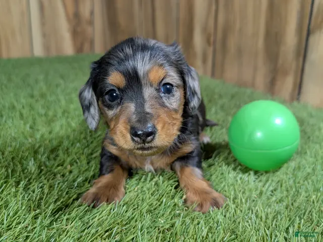 Miniature Dachshund dogs for sale: Darlie Boy 3 - Ad 13