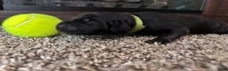 Mixed Breed dogs for sale: Ralph - Ad 2