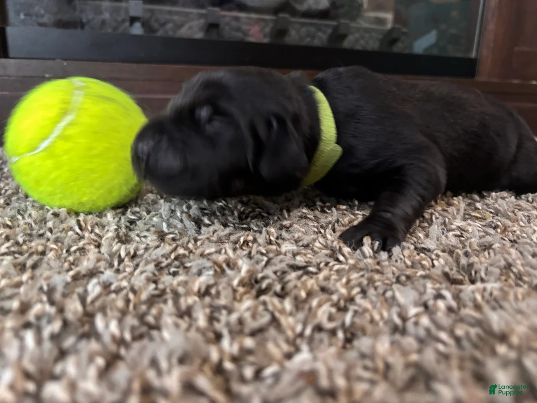 Mixed Breed dogs for sale: Ralph - Ad 2