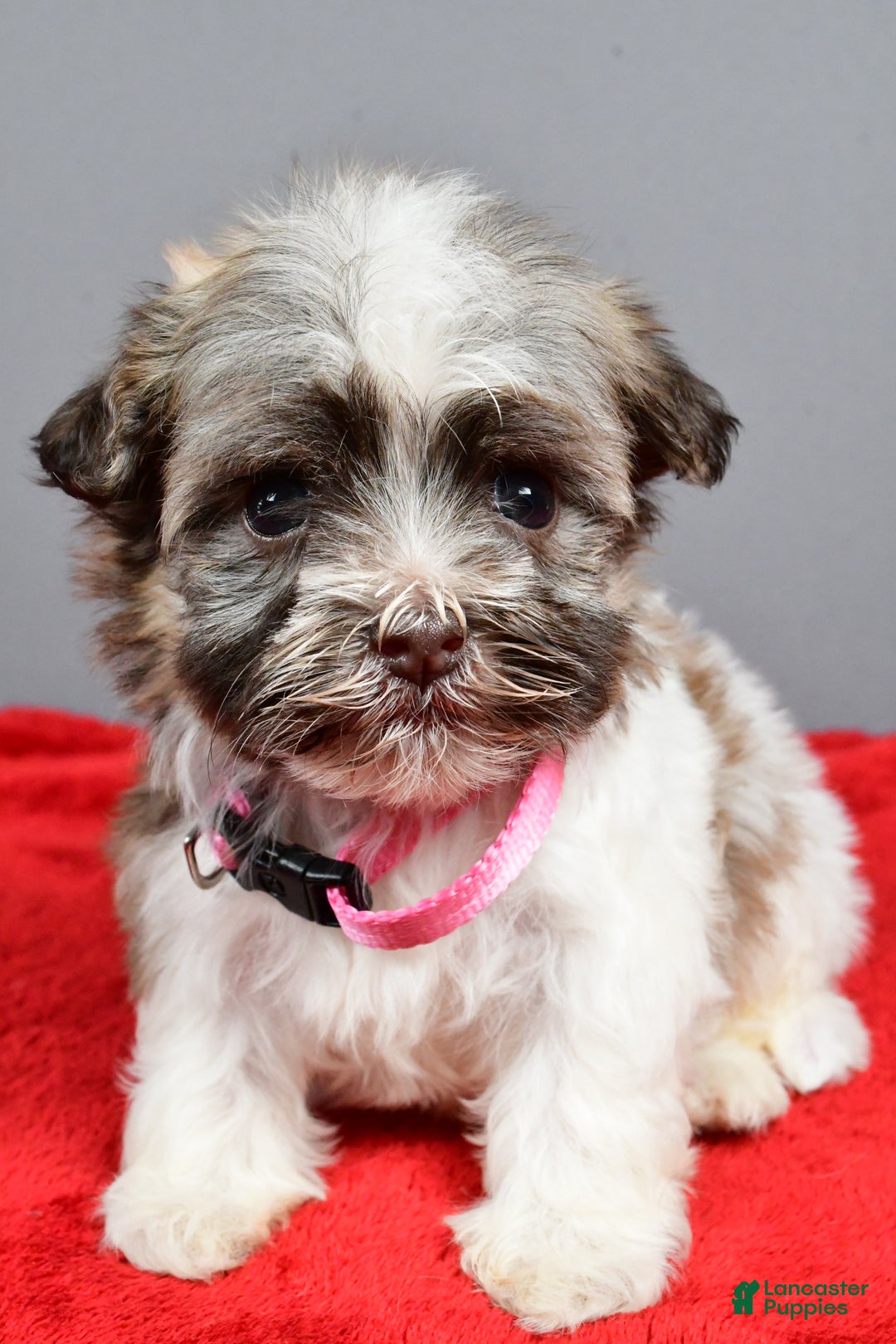 Havanese dogs for sale: Zelda - Ad 6