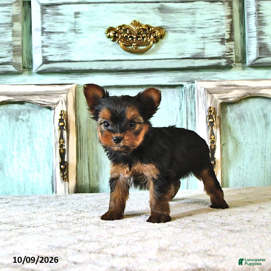 Yorkshire Terrier dogs Stella - Ad 2