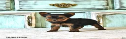 Yorkshire Terrier dogs for sale: Stella - Ad 2