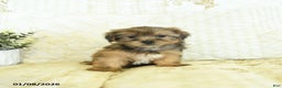Shorkie dogs for sale: Kolton  - Ad 2