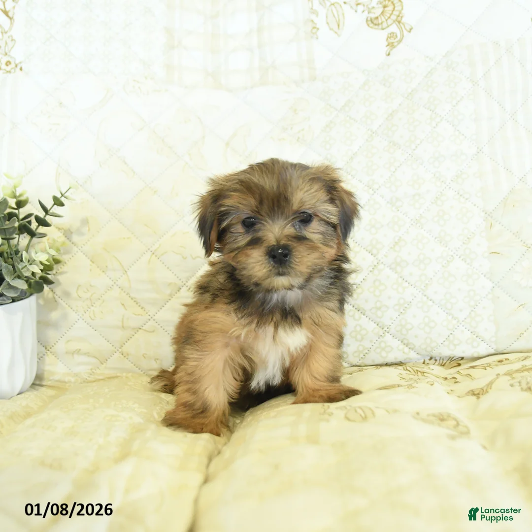 Shorkie dogs for sale: Kolton  - Ad 2