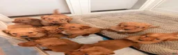 Golden Retriever dogs for sale: Golden Retriever Puppy 7 - Ad 8