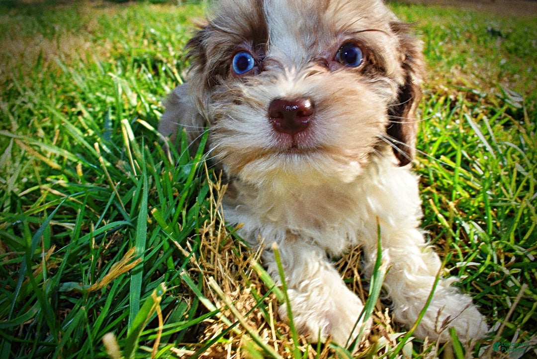 Havapoo dogs for sale: Olivia - Ad 19